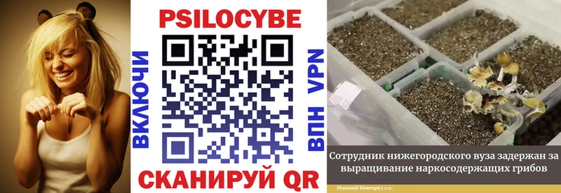 где купить наркоту  Кореновск  Псилоцибиновые грибы Psilocybine cubensis 